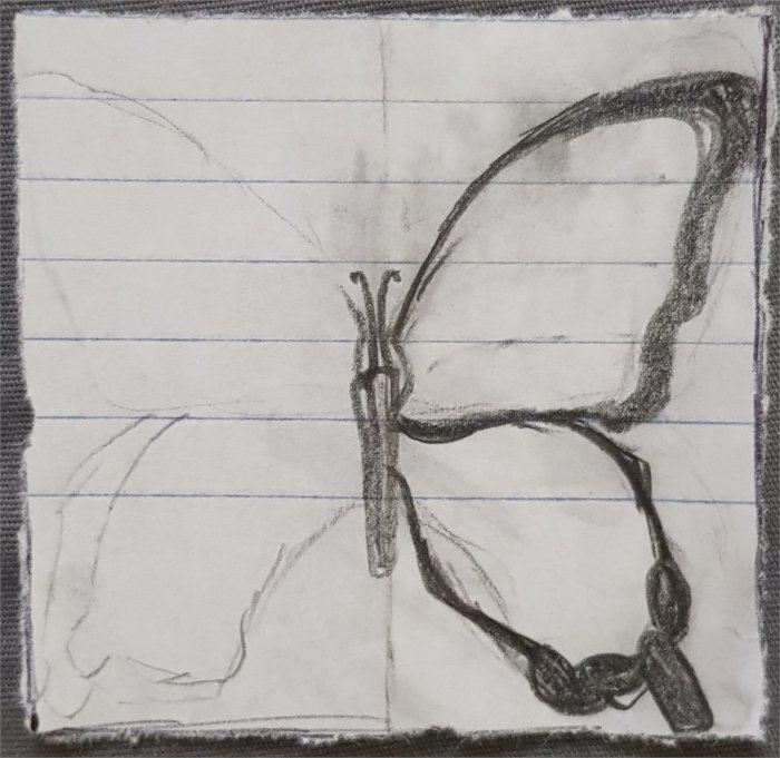A drawing of half of a butterfly. This butterfly has a slightly larger wing to body ratio and curved wing edges. The wings also use a more unique outline