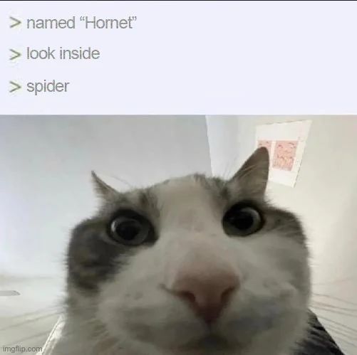 A cat staring at the camera with the caption 'Named 'Hornet', looks inside, spider'